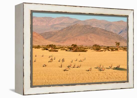 Gemsbok herd in desert after the wet season, Namibia-Eric Baccega-Framed Premier Image Canvas