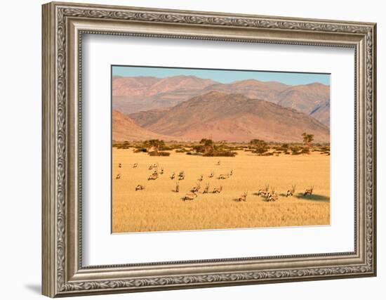 Gemsbok herd in desert after the wet season, Namibia-Eric Baccega-Framed Photographic Print