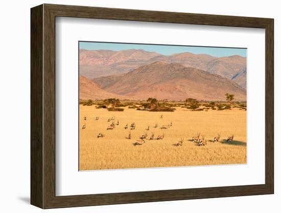 Gemsbok herd in desert after the wet season, Namibia-Eric Baccega-Framed Photographic Print