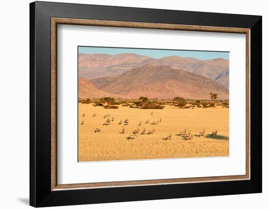 Gemsbok herd in desert after the wet season, Namibia-Eric Baccega-Framed Photographic Print