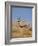 Gemsbok, Kgalagadi Transfrontier Park, South Africa, Africa-Toon Ann & Steve-Framed Photographic Print