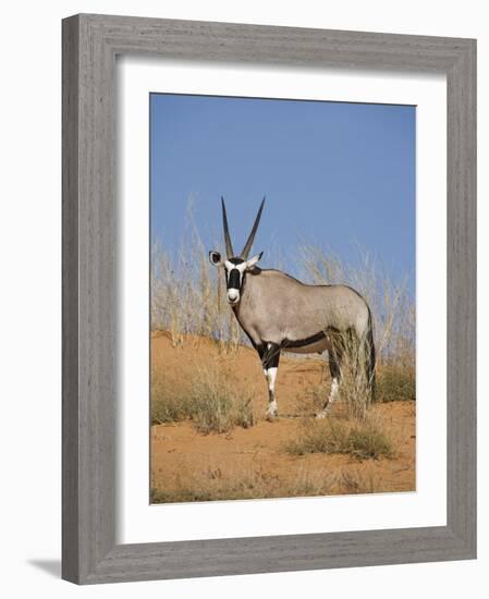 Gemsbok, Kgalagadi Transfrontier Park, South Africa, Africa-Toon Ann & Steve-Framed Photographic Print