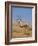 Gemsbok, Kgalagadi Transfrontier Park, South Africa, Africa-Toon Ann & Steve-Framed Photographic Print