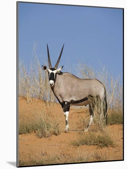 Gemsbok, Kgalagadi Transfrontier Park, South Africa, Africa-Toon Ann & Steve-Mounted Photographic Print