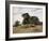 Gemsbok Oryx, 1891-Wilhelm Kuhnert-Framed Giclee Print