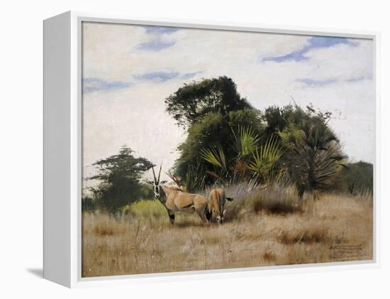 Gemsbok Oryx, 1891-Wilhelm Kuhnert-Framed Premier Image Canvas