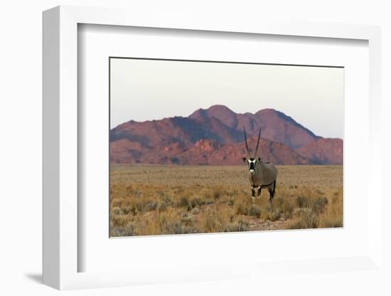 Gemsbok (Oryx Gazella) in southern Namib Desert, Sesriem-Keren Su-Framed Photographic Print