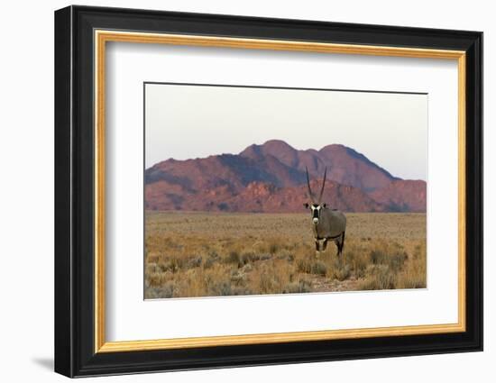Gemsbok (Oryx Gazella) in southern Namib Desert, Sesriem-Keren Su-Framed Photographic Print