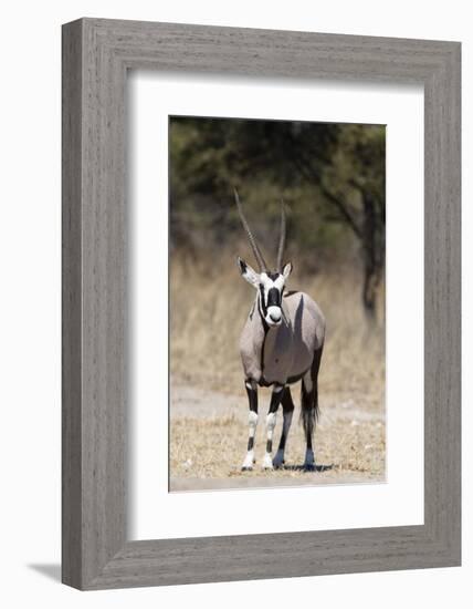 Gemsbok (Oryx gazella), Kalahari, Botswana, Africa-Sergio Pitamitz-Framed Photographic Print