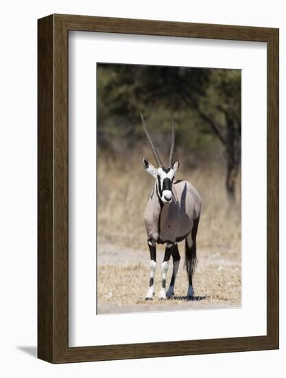 Gemsbok (Oryx gazella), Kalahari, Botswana, Africa-Sergio Pitamitz-Framed Photographic Print