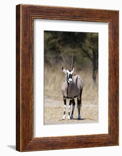 Gemsbok (Oryx gazella), Kalahari, Botswana, Africa-Sergio Pitamitz-Framed Photographic Print