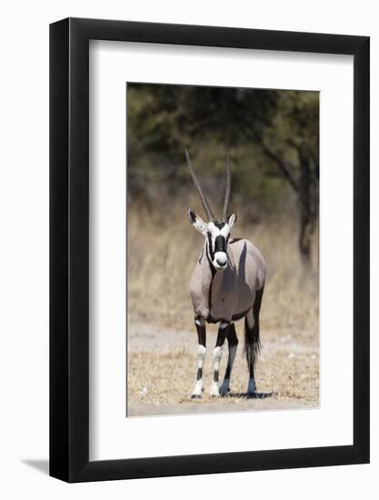 Gemsbok (Oryx gazella), Kalahari, Botswana, Africa-Sergio Pitamitz-Framed Photographic Print