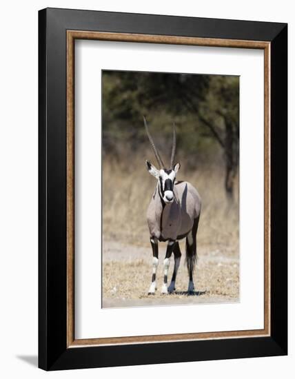 Gemsbok (Oryx gazella), Kalahari, Botswana, Africa-Sergio Pitamitz-Framed Photographic Print