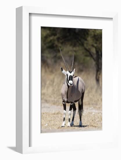 Gemsbok (Oryx gazella), Kalahari, Botswana, Africa-Sergio Pitamitz-Framed Photographic Print