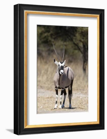 Gemsbok (Oryx gazella), Kalahari, Botswana, Africa-Sergio Pitamitz-Framed Photographic Print
