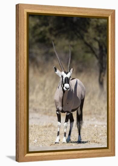 Gemsbok (Oryx gazella), Kalahari, Botswana, Africa-Sergio Pitamitz-Framed Premier Image Canvas