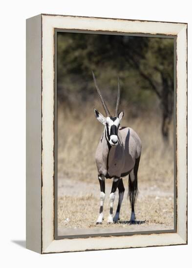 Gemsbok (Oryx gazella), Kalahari, Botswana, Africa-Sergio Pitamitz-Framed Premier Image Canvas