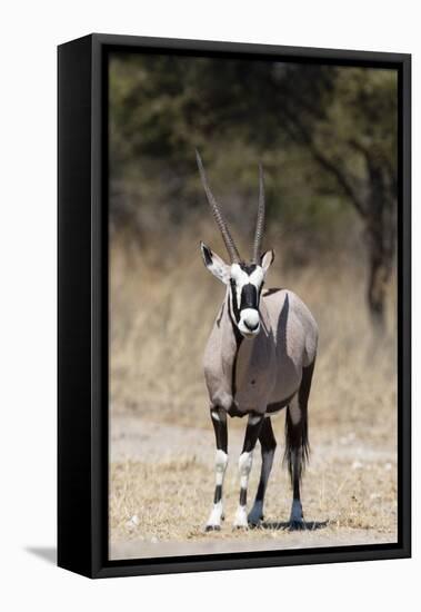 Gemsbok (Oryx gazella), Kalahari, Botswana, Africa-Sergio Pitamitz-Framed Premier Image Canvas