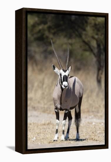 Gemsbok (Oryx gazella), Kalahari, Botswana, Africa-Sergio Pitamitz-Framed Premier Image Canvas