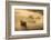 Gemsbok (Oryx gazella), Kgalagadi Transfrontier Park, South Africa, Africa-Ann and Steve Toon-Framed Photographic Print