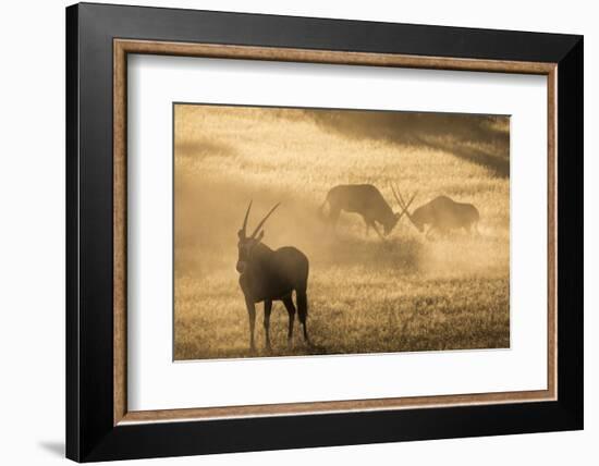 Gemsbok (Oryx gazella), Kgalagadi Transfrontier Park, South Africa, Africa-Ann and Steve Toon-Framed Photographic Print