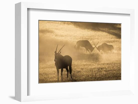 Gemsbok (Oryx gazella), Kgalagadi Transfrontier Park, South Africa, Africa-Ann and Steve Toon-Framed Photographic Print