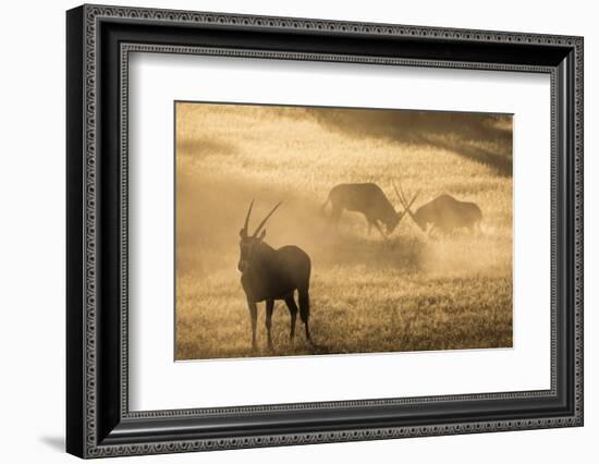 Gemsbok (Oryx gazella), Kgalagadi Transfrontier Park, South Africa, Africa-Ann and Steve Toon-Framed Photographic Print