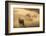 Gemsbok (Oryx gazella), Kgalagadi Transfrontier Park, South Africa, Africa-Ann and Steve Toon-Framed Photographic Print