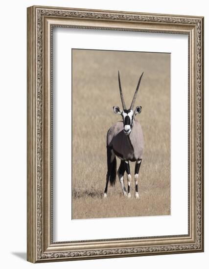 Gemsbok (Oryx gazella), Kgalagadi Transfrontier Park, South Africa, Africa-Ann and Steve Toon-Framed Photographic Print