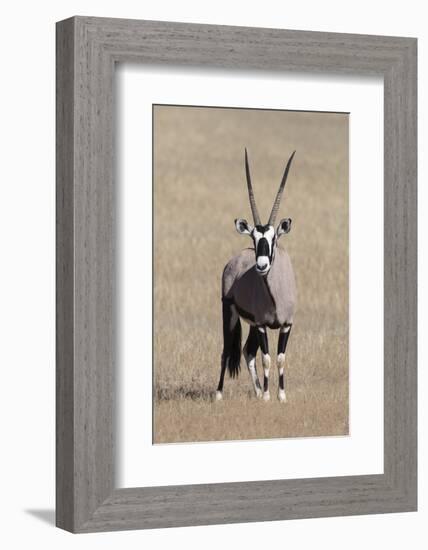 Gemsbok (Oryx gazella), Kgalagadi Transfrontier Park, South Africa, Africa-Ann and Steve Toon-Framed Photographic Print