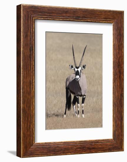 Gemsbok (Oryx gazella), Kgalagadi Transfrontier Park, South Africa, Africa-Ann and Steve Toon-Framed Photographic Print