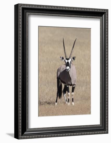 Gemsbok (Oryx gazella), Kgalagadi Transfrontier Park, South Africa, Africa-Ann and Steve Toon-Framed Photographic Print