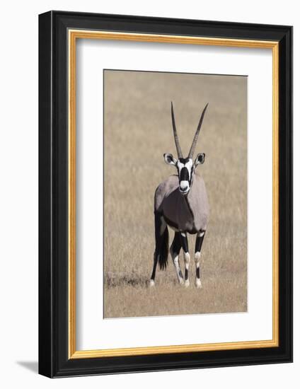 Gemsbok (Oryx gazella), Kgalagadi Transfrontier Park, South Africa, Africa-Ann and Steve Toon-Framed Photographic Print