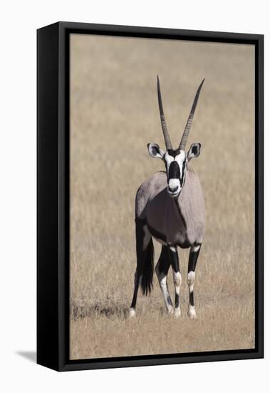 Gemsbok (Oryx gazella), Kgalagadi Transfrontier Park, South Africa, Africa-Ann and Steve Toon-Framed Premier Image Canvas