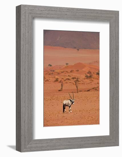 Gemsbok (oryx gazella), NamibRand Nature Reserve, Southern Namibia, Africa-David Wall-Framed Photographic Print