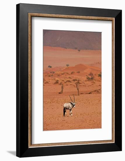 Gemsbok (oryx gazella), NamibRand Nature Reserve, Southern Namibia, Africa-David Wall-Framed Photographic Print