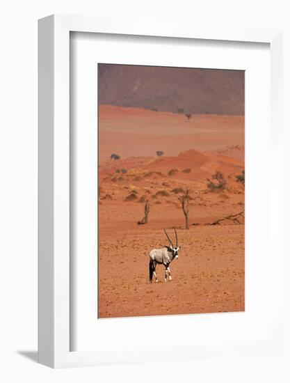 Gemsbok (oryx gazella), NamibRand Nature Reserve, Southern Namibia, Africa-David Wall-Framed Photographic Print