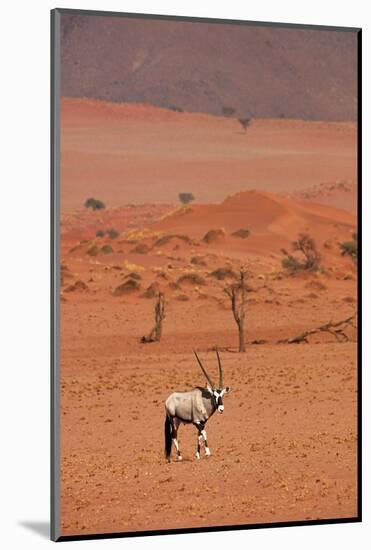 Gemsbok (oryx gazella), NamibRand Nature Reserve, Southern Namibia, Africa-David Wall-Mounted Photographic Print