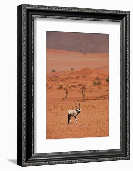 Gemsbok (oryx gazella), NamibRand Nature Reserve, Southern Namibia, Africa-David Wall-Framed Photographic Print