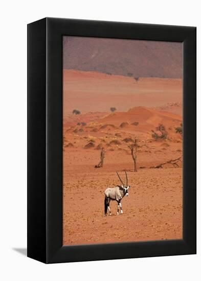 Gemsbok (oryx gazella), NamibRand Nature Reserve, Southern Namibia, Africa-David Wall-Framed Premier Image Canvas