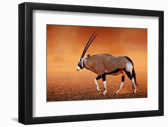 Gemsbok ( Oryx Gazella) on Dusty Desert Plains at Sunset. Kalahari - South Africa-Johan Swanepoel-Framed Photographic Print