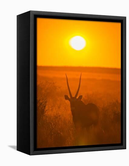 Gemsbok (Oryx Gazella) Silhouetted At Dawn, Kalahari Desert, Botswana-Juan Carlos Munoz-Framed Premier Image Canvas