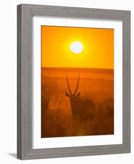 Gemsbok (Oryx Gazella) Silhouetted At Dawn, Kalahari Desert, Botswana-Juan Carlos Munoz-Framed Photographic Print