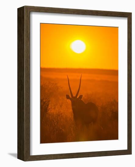 Gemsbok (Oryx Gazella) Silhouetted At Dawn, Kalahari Desert, Botswana-Juan Carlos Munoz-Framed Photographic Print