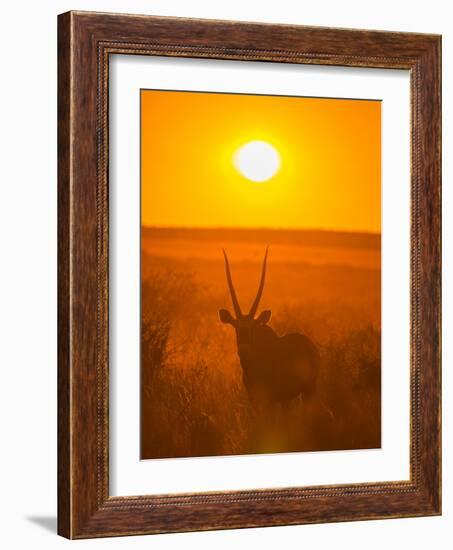 Gemsbok (Oryx Gazella) Silhouetted At Dawn, Kalahari Desert, Botswana-Juan Carlos Munoz-Framed Photographic Print