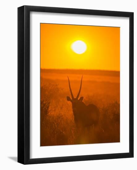 Gemsbok (Oryx Gazella) Silhouetted At Dawn, Kalahari Desert, Botswana-Juan Carlos Munoz-Framed Photographic Print