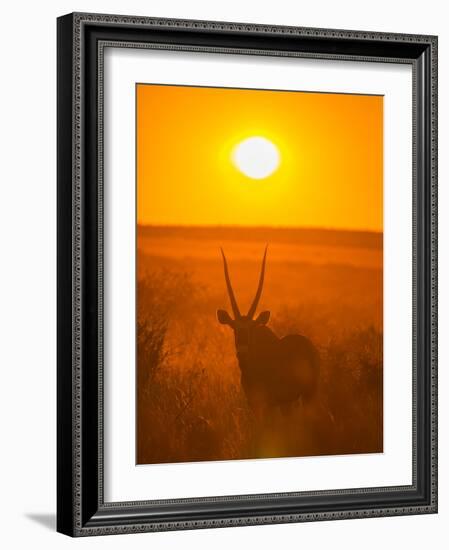 Gemsbok (Oryx Gazella) Silhouetted At Dawn, Kalahari Desert, Botswana-Juan Carlos Munoz-Framed Photographic Print