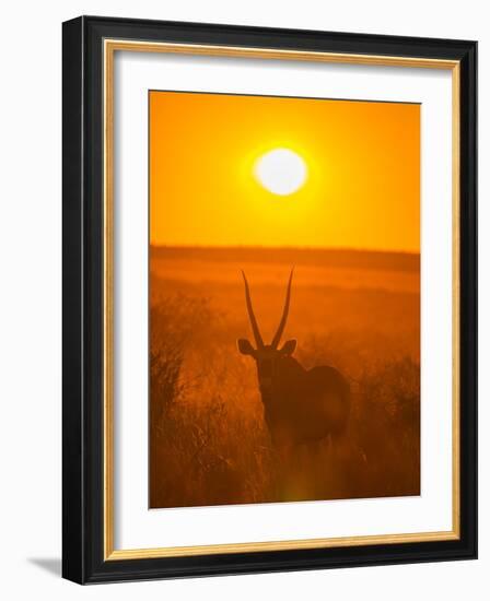 Gemsbok (Oryx Gazella) Silhouetted At Dawn, Kalahari Desert, Botswana-Juan Carlos Munoz-Framed Photographic Print