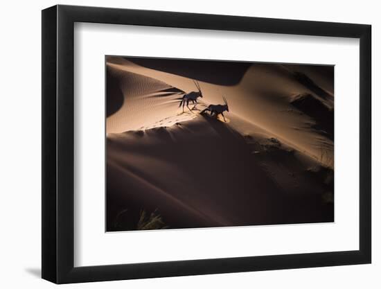 Gemsbok (Oryx Gazella) Two Walking across Sand Dunes, Aerial View. Namibia-Wim van den Heever-Framed Photographic Print