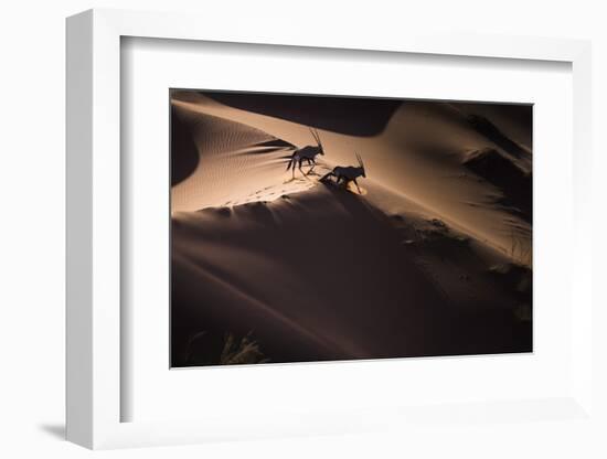 Gemsbok (Oryx Gazella) Two Walking across Sand Dunes, Aerial View. Namibia-Wim van den Heever-Framed Photographic Print